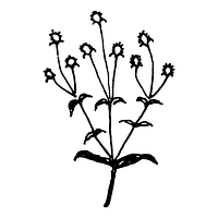 Camomile-Line-Drawing-NO-BG.png
