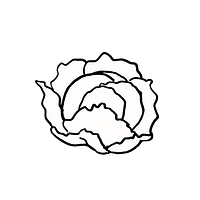 Lettuce-Line-Drawing-White-leaves-NO-BG.png